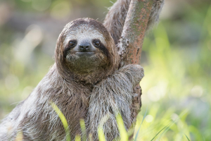 Sloth in a tree looking at the viewer