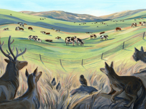 Drawing of elk, and other predator's looking at Cattle in a field